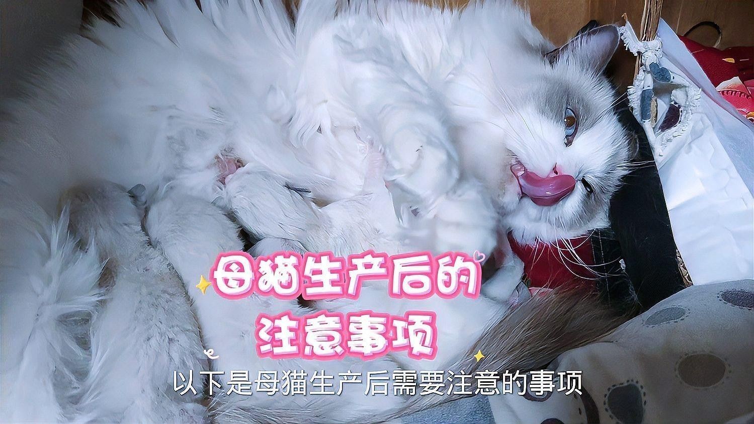 懷孕母貓產后如何護理？（佩特汪，母貓“產后”如何護理，別草率了事）