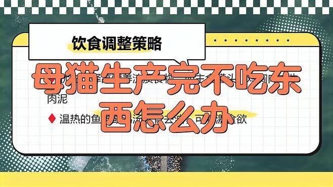 懷孕母貓產后如何護理？（佩特汪，母貓“產后”如何護理，別草率了事）