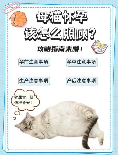 懷孕母貓產后如何護理？（佩特汪，母貓“產后”如何護理，別草率了事）