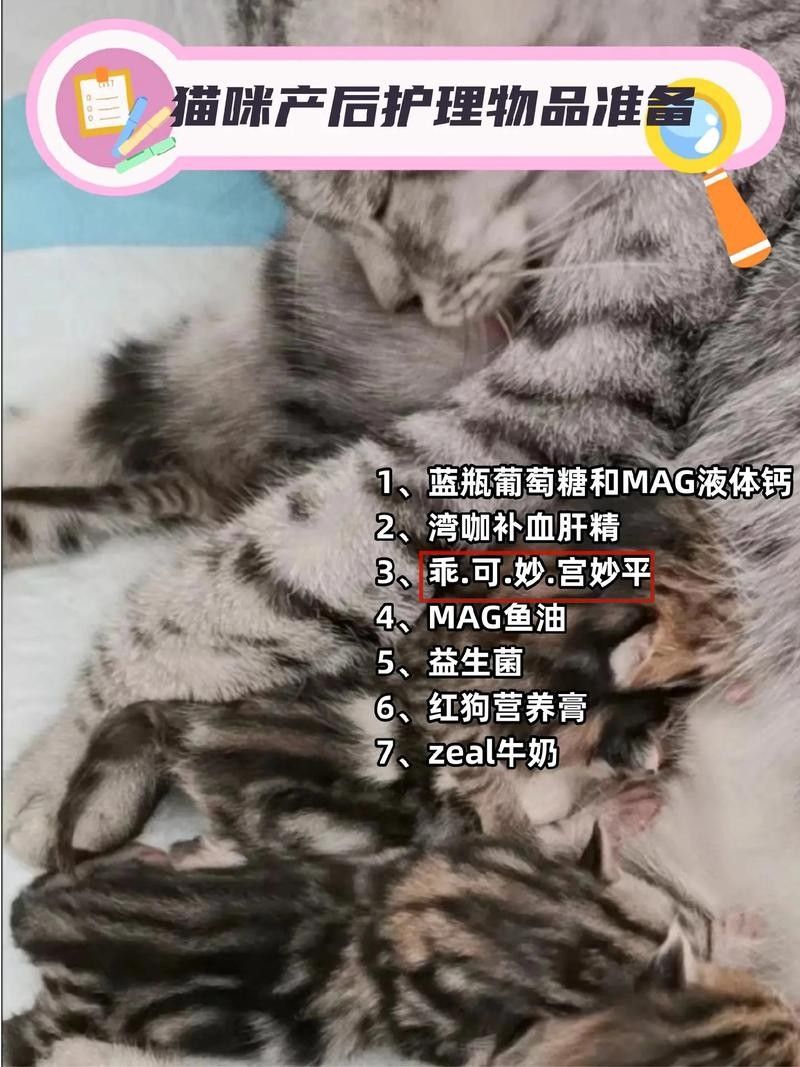 懷孕母貓產后如何護理？（佩特汪，母貓“產后”如何護理，別草率了事）