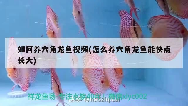 如何養六角龍魚視頻(怎么養六角龍魚能快點長大)