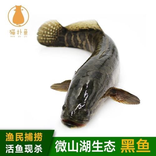 龍利魚和黑魚的價格差異大嗎