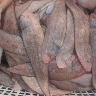 龍利魚和黑魚的價格差異大嗎