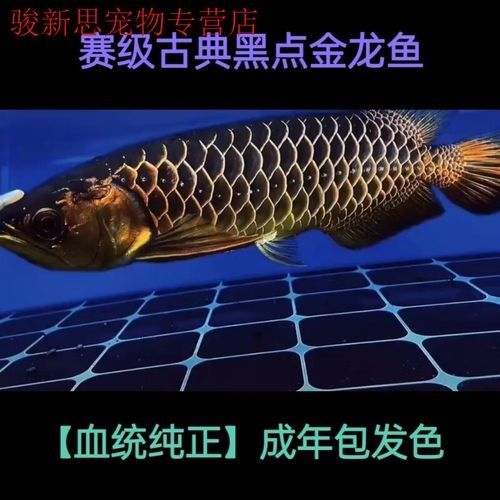 黑色金龍魚的價格是多少