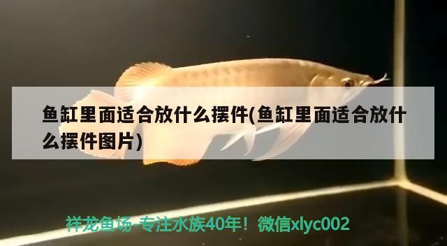 觀賞魚 魚缸里面適合放什么擺件(魚缸里面適合放什么擺件圖片) 觀賞魚百科 魚缸里面適合放什么擺件(魚缸里面適合放什么擺件圖片) 魚缸里面適合放什么擺件(魚缸里面適合放什么擺件圖片) 觀賞魚百科