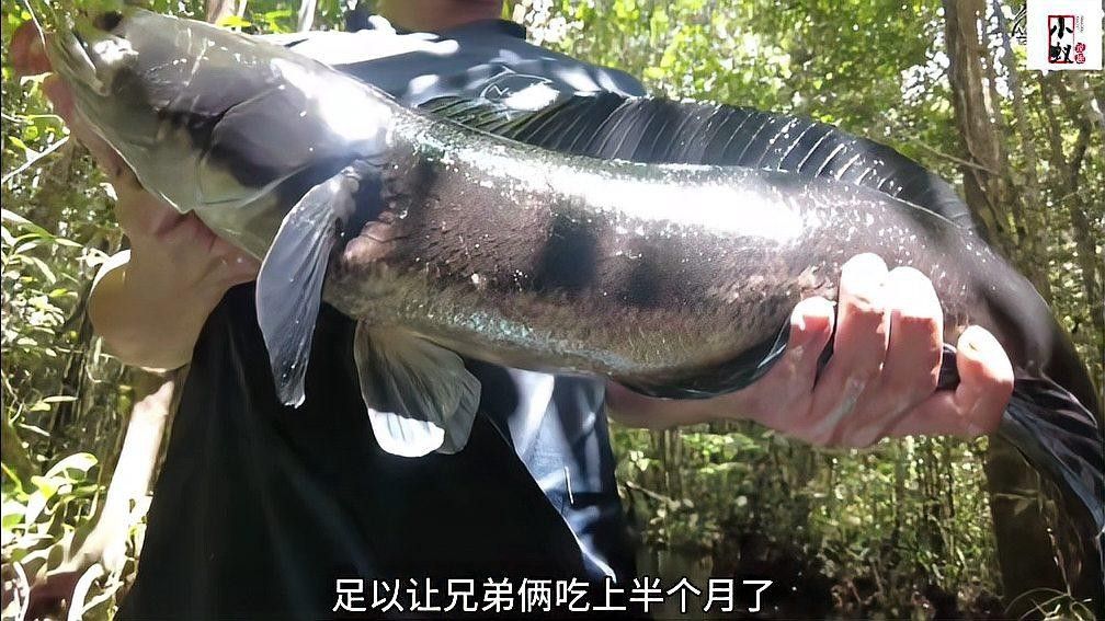 雷龍魚不同品種的區別 雷龍魚不同品種的區別 龍魚百科 第2張