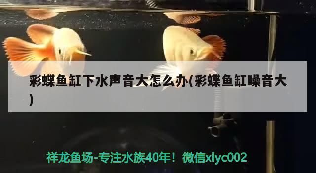 紅龍魚用黃燈烤有用嗎 重慶哪里賣魚缸的市場最多(重慶賣魚缸最大的市場在哪里) 觀賞魚百科 重慶哪里賣魚缸的市場最多(重慶賣魚缸最大的市場在哪里) 重慶哪里賣魚缸的市場最多(重慶賣魚缸最大的市場在哪里) 觀賞魚百科