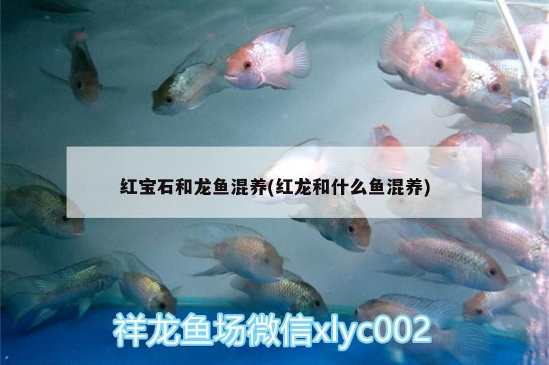 紅寶石和龍魚混養(yǎng)(紅龍和什么魚混養(yǎng))