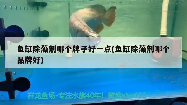 魚缸用增氧泵價(jià)格是多少:魚缸增氧機(jī)-xtrac增氧機(jī)-xtrac增氧機(jī) 魚缸除藻劑哪個(gè)牌子好一點(diǎn)(魚缸除藻劑哪個(gè)品牌好) 觀賞魚百科 魚缸除藻劑哪個(gè)牌子好一點(diǎn)(魚缸除藻劑哪個(gè)品牌好) 魚缸除藻劑哪個(gè)牌子好一點(diǎn)(魚缸除藻劑哪個(gè)品牌好) 觀賞魚百科