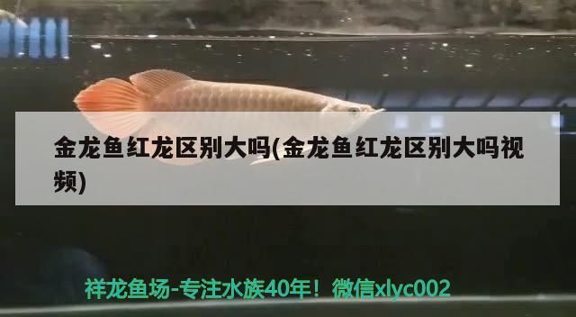 紅龍魚有幾種品種圖片及價格大全(紅龍魚有哪些品種)