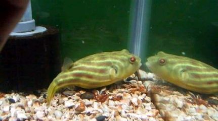 龍魚突然瘋狂撞缸怎么辦呢，如何處理龍魚突然瘋狂撞缸的情況？