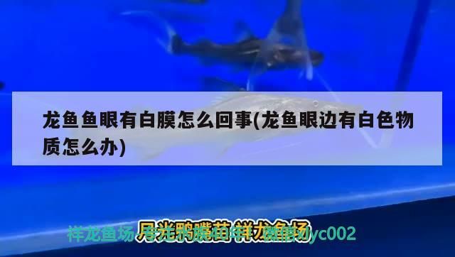 龍魚魚眼有白膜怎么回事(龍魚眼邊有白色物質怎么辦)