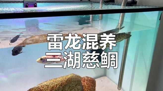 有哪些魚可以和雷龍魚混養？（適合與雷龍魚混養的魚類）
