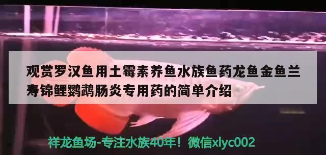 觀賞羅漢魚用土霉素養魚水族魚藥龍魚金魚蘭壽錦鯉鸚鵡腸炎專用藥的簡單介紹 觀賞羅漢魚用土霉素養魚水族魚藥龍魚金魚蘭壽錦鯉鸚鵡腸炎專用藥的簡單介紹 觀賞魚百科