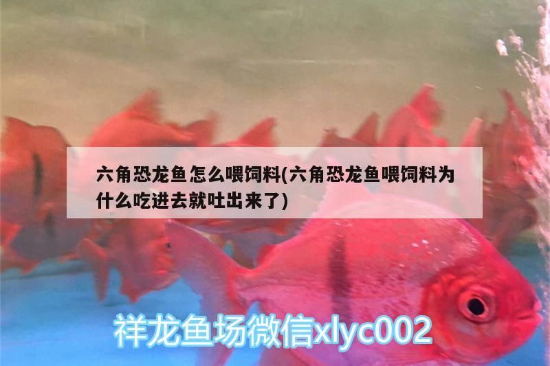 六角恐龍魚怎么喂飼料(六角恐龍魚喂飼料為什么吃進去就吐出來了) 六角恐龍魚怎么喂飼料(六角恐龍魚喂飼料為什么吃進去就吐出來了) 觀賞魚百科