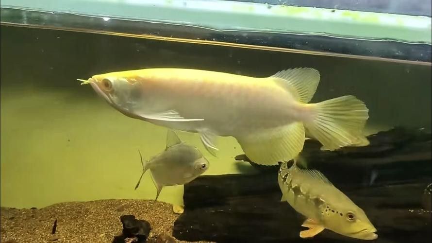鉛山哪個(gè)水族館龍魚(yú)好？祥龍魚(yú)場(chǎng)龍魚(yú)（廣州龍魚(yú)祥龍魚(yú)場(chǎng)有哪些特色龍魚(yú)品種祥龍魚(yú)場(chǎng)值得推薦） 鉛山哪個(gè)水族館龍魚(yú)好？祥龍魚(yú)場(chǎng)龍魚(yú)（廣州龍魚(yú)祥龍魚(yú)場(chǎng)有哪些特色龍魚(yú)品種祥龍魚(yú)場(chǎng)值得推薦） 龍魚(yú)百科 第3張