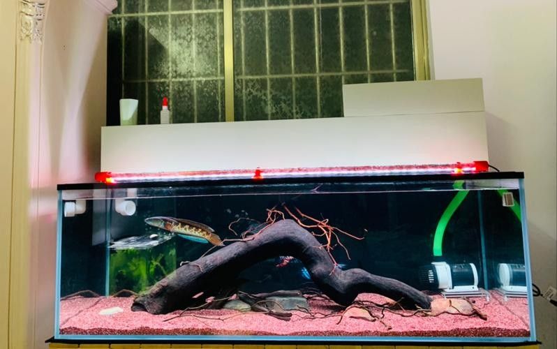 有哪些品牌雷龍魚(yú)過(guò)濾器推薦？（雷龍魚(yú)過(guò)濾器品牌推薦及產(chǎn)品分析及產(chǎn)品分析及產(chǎn)品分析） 有哪些品牌雷龍魚(yú)過(guò)濾器推薦？（雷龍魚(yú)過(guò)濾器品牌推薦及產(chǎn)品分析及產(chǎn)品分析及產(chǎn)品分析） 龍魚(yú)百科 第6張