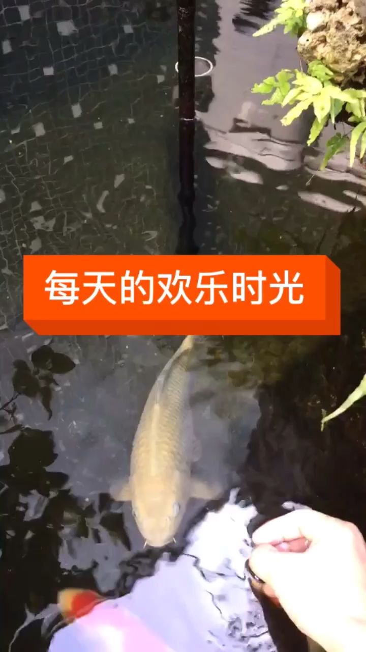 每天喂食最開心（雙線側魚圖片欣賞） 每天喂食最開心（雙線側魚圖片欣賞） 觀賞魚百科