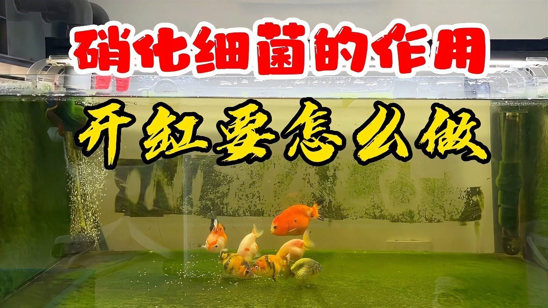如何預防魚缸再次滋生細菌（北漂魚缸水質管理全攻略:魚缸水質管理全攻略）