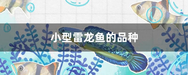 紅龍魚(yú)用黃燈烤有用嗎 小型雷龍魚(yú)的品種有多少 觀賞魚(yú)百科 小型雷龍魚(yú)的品種有多少 小型雷龍魚(yú)的品種有多少 觀賞魚(yú)百科