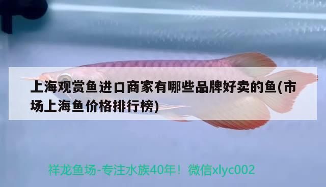 上海觀賞魚進口商家有哪些品牌好賣的魚(市場上海魚價格排行榜)（上海觀賞魚進口商家有哪些品牌品牌好賣的魚） 上海觀賞魚進口商家有哪些品牌好賣的魚(市場上海魚價格排行榜)（上海觀賞魚進口商家有哪些品牌品牌好賣的魚） 觀賞魚百科