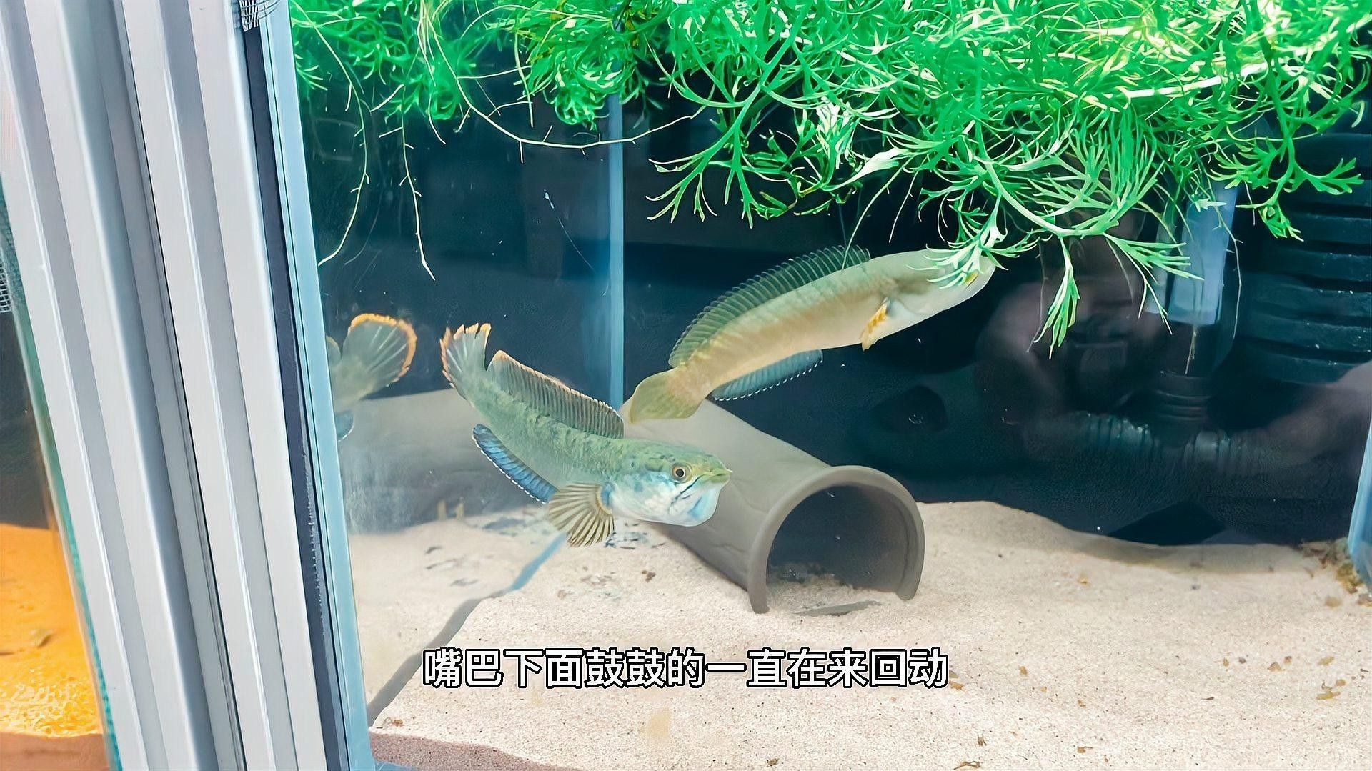 紅帝王雷龍魚多久繁殖一次？（帝王雷龍魚多久繁殖一次）