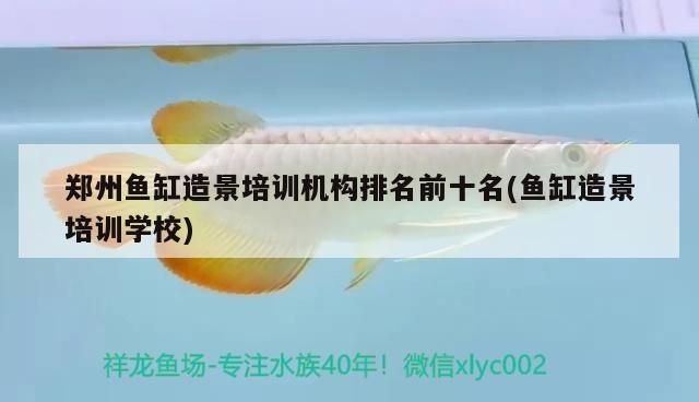 鄭州魚缸造景培訓(xùn)機(jī)構(gòu)排名前十名(魚缸造景培訓(xùn)學(xué)校)