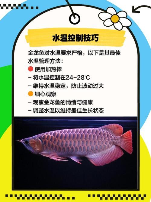 金龍魚對溫度有何要求（金龍魚對水溫的要求較為嚴格，） 金龍魚對溫度有何要求（金龍魚對水溫的要求較為嚴格，） 龍魚百科 第7張