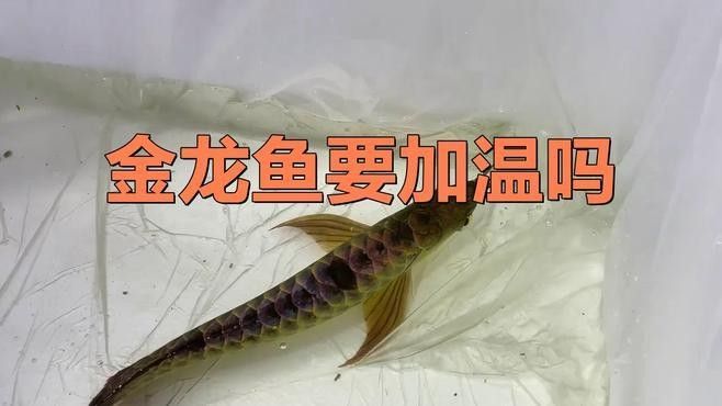 金龍魚對溫度有何要求（金龍魚對水溫的要求較為嚴格，） 金龍魚對溫度有何要求（金龍魚對水溫的要求較為嚴格，） 龍魚百科 第10張