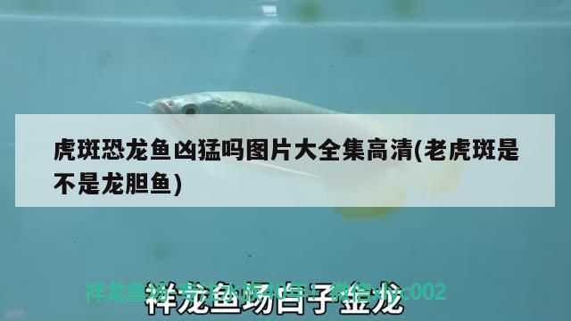 虎斑恐龍魚兇猛嗎圖片大全集高清(老虎斑是不是龍膽魚)（虎斑恐龍魚兇猛嗎）