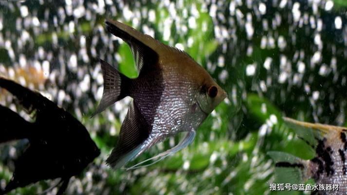 關于金龍魚的說說：金龍魚的養殖與銷售