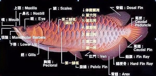 給我推薦一些金龍魚的名字（金龍魚名字推薦）
