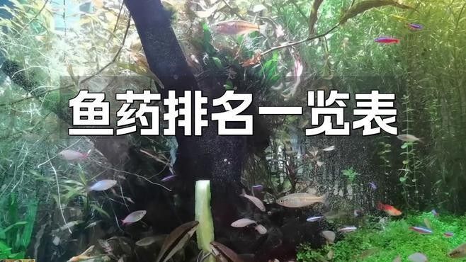 龍魚處方藥有哪些品牌推薦（常見的龍魚處方藥品牌推薦）