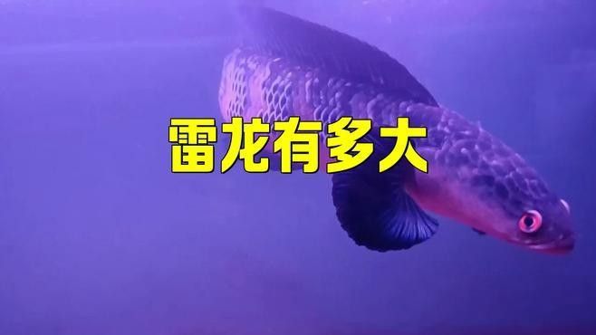 巴卡雷龍需要多大的魚缸