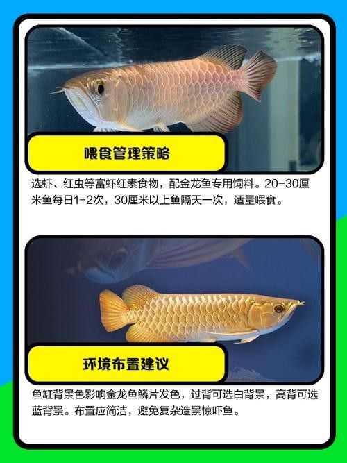如何在金龍魚(yú)吧發(fā)帖（金龍魚(yú)吧發(fā)布帖子技巧）