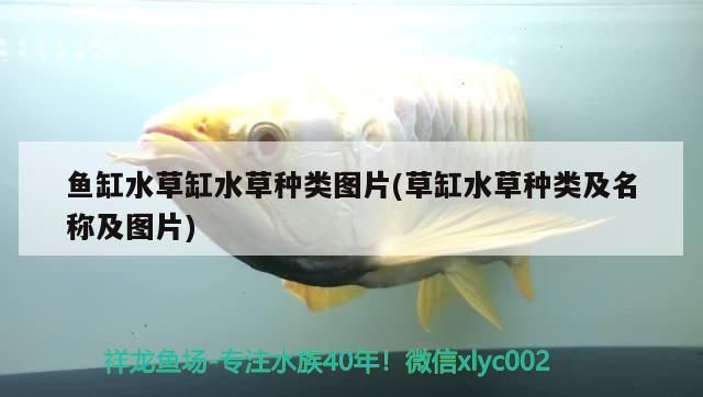 印尼虎魚多少溫度飼養(yǎng)最好:印尼虎魚多少溫度飼養(yǎng)最好印尼虎魚多少溫度飼養(yǎng)最好 魚缸水草缸水草種類圖片(草缸水草種類及名稱及圖片)(魚缸水草缸水草種類及名稱及名稱對(duì)應(yīng)的相關(guān)信息) 觀賞魚百科 魚缸水草缸水草種類圖片(草缸水草種類及名稱及圖片)(魚缸水草缸水草種類及名稱及名稱對(duì)應(yīng)的相關(guān)信息) 魚缸水草缸水草種類圖片(草缸水草種類及名稱及圖片)(魚缸水草缸水草種類及名稱及名稱對(duì)應(yīng)的相關(guān)信息) 觀賞魚百科