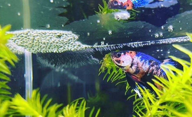 火龍魚繁殖方式是什么（火龍魚的繁殖方式）