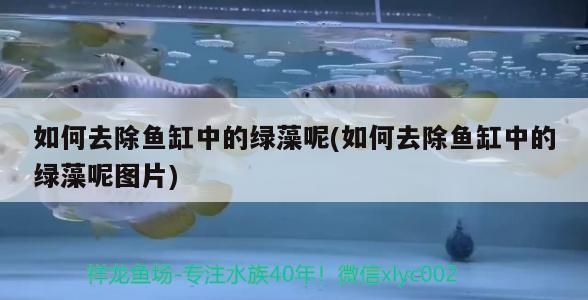 魚缸貼紙背景怎么搭，養金魚用什么顏色背景貼紙（養金魚用什么顏色背景貼紙） 魚缸貼紙背景怎么搭，養金魚用什么顏色背景貼紙（養金魚用什么顏色背景貼紙） 觀賞魚百科 第2張