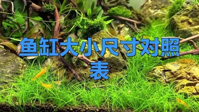 龍魚和發財魚混養需要多大的魚缸？（魚和發財魚混養的魚缸大小取決于多種因素） 龍魚和發財魚混養需要多大的魚缸？（魚和發財魚混養的魚缸大小取決于多種因素） 龍魚百科 第3張