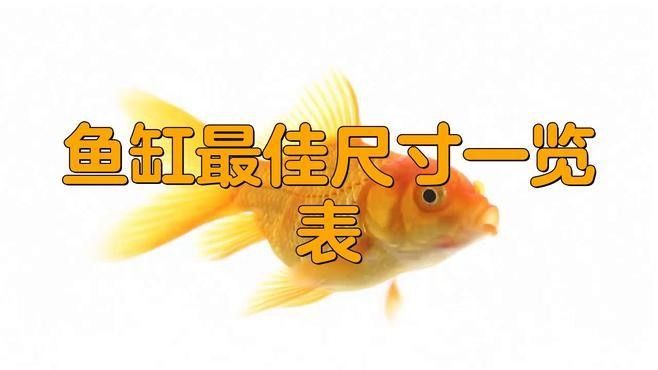 龍魚和發財魚混養需要多大的魚缸？（魚和發財魚混養的魚缸大小取決于多種因素） 龍魚和發財魚混養需要多大的魚缸？（魚和發財魚混養的魚缸大小取決于多種因素） 龍魚百科 第4張
