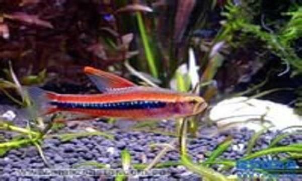 膽子大不怕人的觀賞魚有哪些（如何鍛煉觀賞魚的膽量）