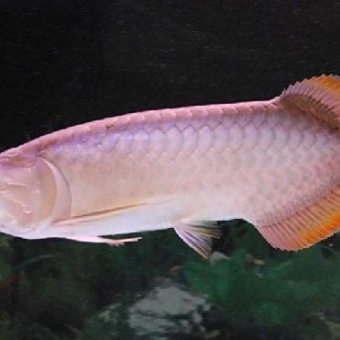 如何鑒別號半龍魚的血統？（號半龍魚的血統主要通過觀察其體色、鱗片、體型特征）