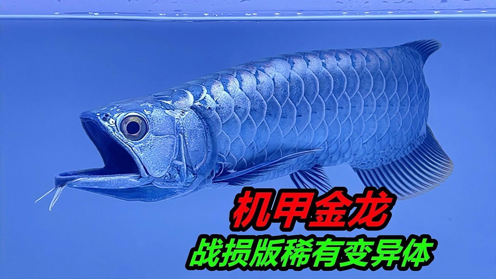 豐益香港是否有減持計劃？（豐益香港減持計劃是否存在？）