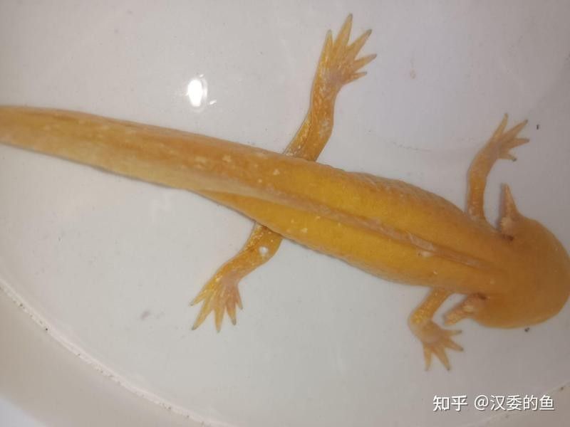 六角恐龍生病了怎么辦？（六角恐龍生病了怎么辦）