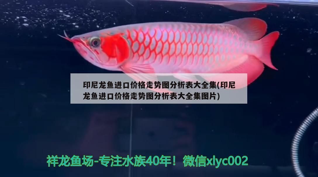 印尼龍魚進口價格走勢圖分析表大全集(印尼龍魚進口價格走勢圖分析表大全集圖片)（印尼龍魚進口價格走勢圖分析表）