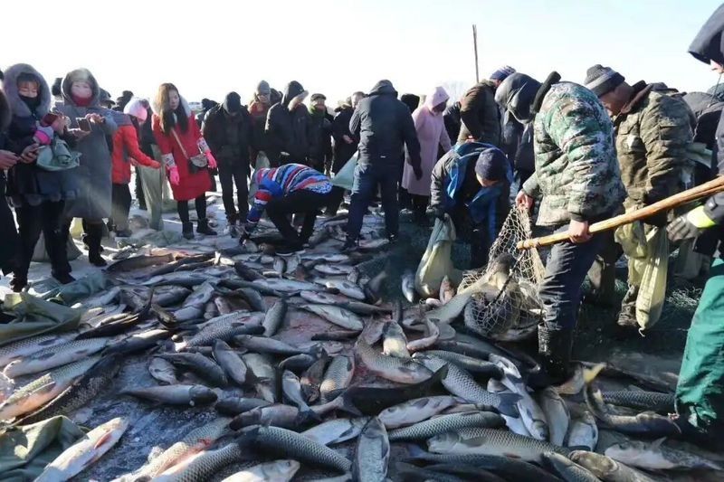 太谷哪個水族館龍魚好？祥龍魚場龍魚（太谷哪個水族館龍魚好）