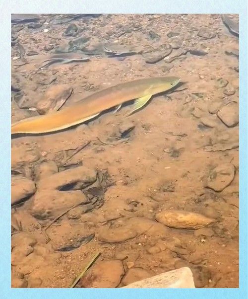 黃金龍魚的市場價格是多少（上海價值188萬的“黃金龍”魚做眼部手術網(wǎng)友：3天不能碰）