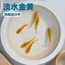 黃金龍魚的市場價格是多少（上海價值188萬的“黃金龍”魚做眼部手術網友：3天不能碰）