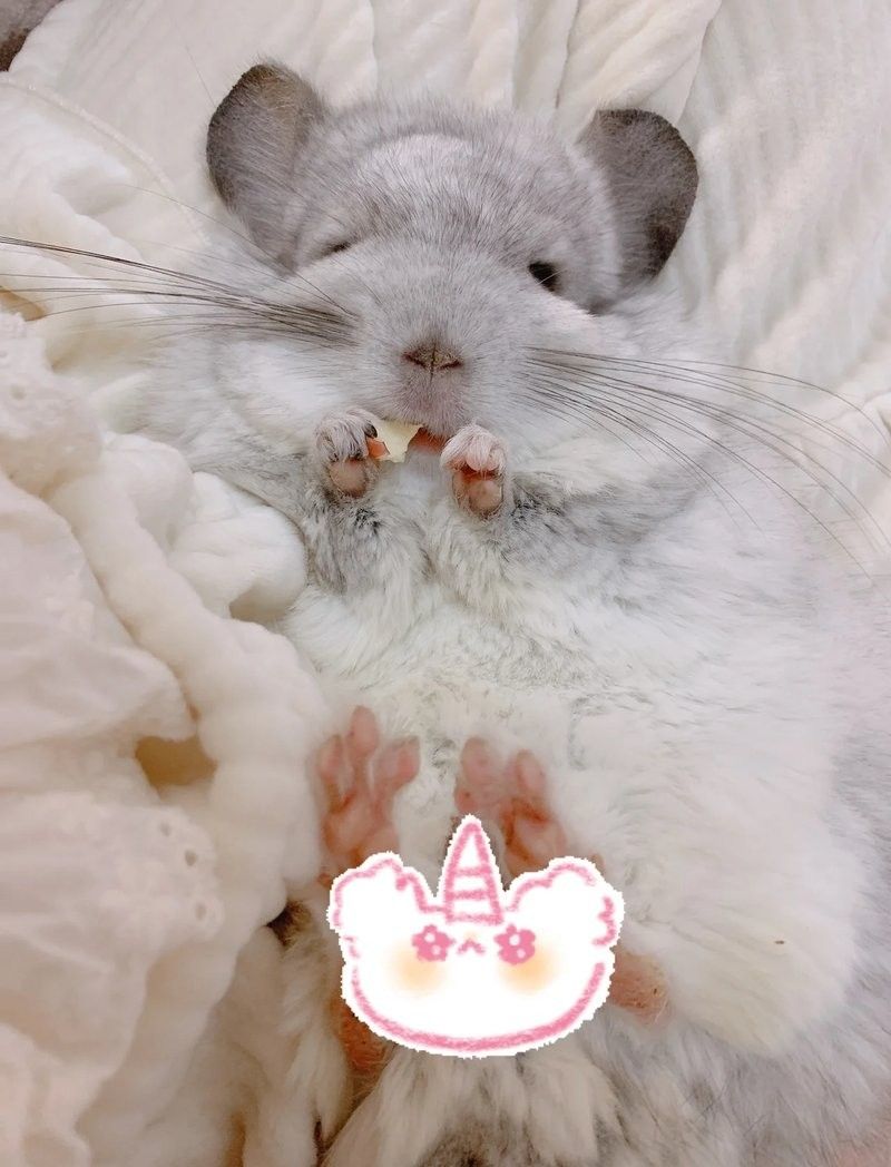 龍貓多久會接受新伙伴（【龍貓飼養指南】龍貓一般養多久認主人寵物指南）