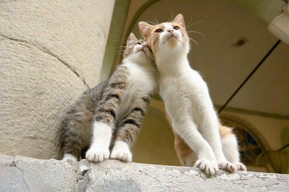 龍貓多久會接受新伙伴（【龍貓飼養指南】龍貓一般養多久認主人寵物指南）